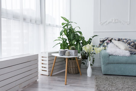 Interior of the living room with a blue sofa and a lot of green plants in pots. A small white coffee table with a cactus, a gray candle and cups. Interiorの写真素材