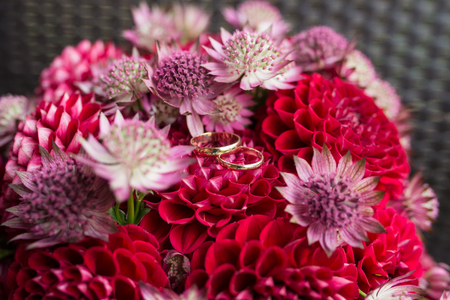Golden wedding rings lie in a bud of red dahlia. Wedding rings lie on a flower budの写真素材