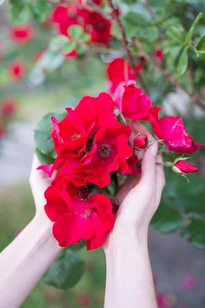 Little blooming pink roses in girl's hands. Flowers. Blooming in the wild. On the background of dark green foliage. Romance and tendernessの写真素材
