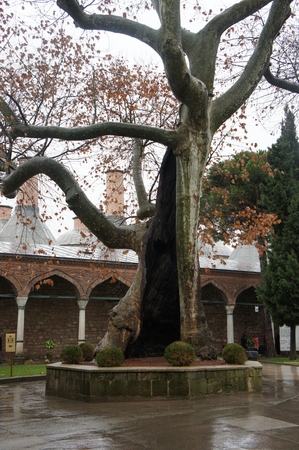 A large old tree with a hole inside. Rainy autumn weather in the park.の写真素材
