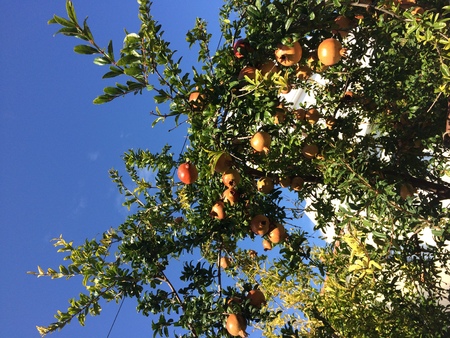 Red fruit pomegranate on a tree. Sunny day.の写真素材