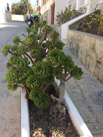 A large green succulent growing near a road.の写真素材