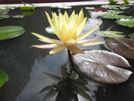 lotusの写真素材