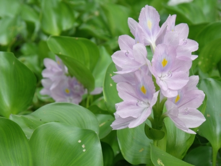 Hyacinthの写真素材