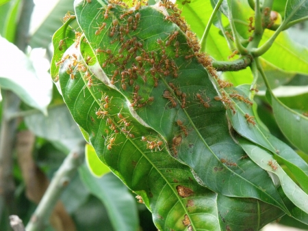 red antの写真素材