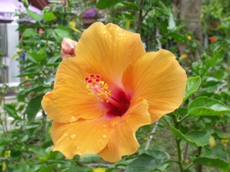 flowerの写真素材