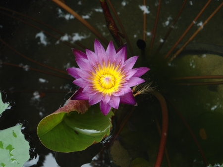 Lotusの写真素材