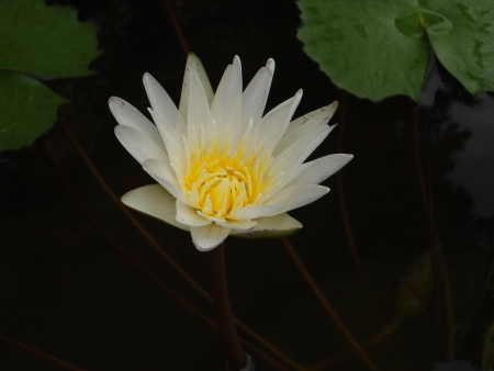 Lotusの写真素材