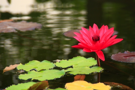 Lotusの写真素材