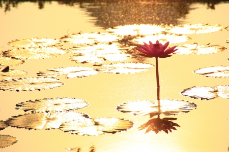 Lotusの写真素材