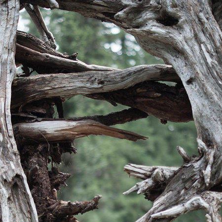 bark of treeの写真素材