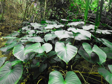 The amazing leaves in the jungleの写真素材