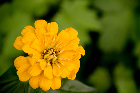 Yellow flower