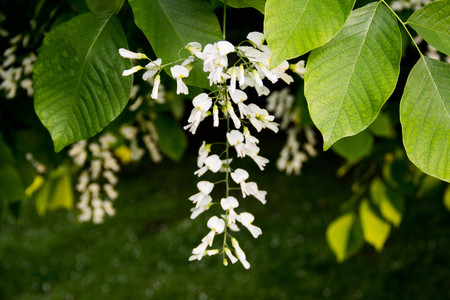 flowers among leaves closeup photoの写真素材