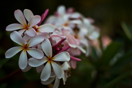 Goog morning flowers background  の写真素材