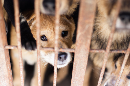 Home dogの写真素材