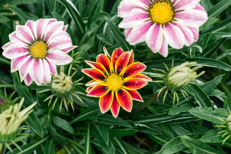 flowers bloomingの写真素材