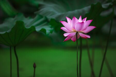 Lotus close upの写真素材