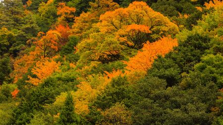 Miyaro's Autumn forest scenery