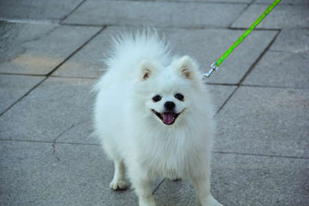 Puppyの写真素材