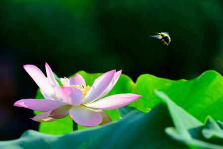 Close up view of lotus flower and beeの写真素材