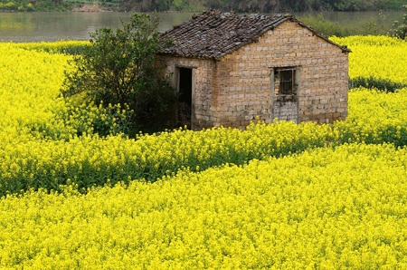 Landscape view of a rape flower fieldのeditorial素材