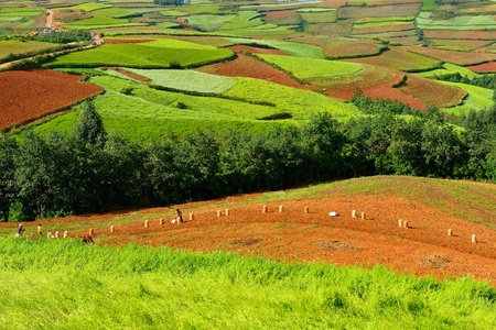 Dongchuan red landの写真素材
