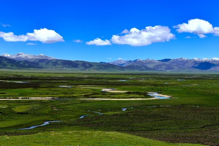 The grassland below the snowy mountain