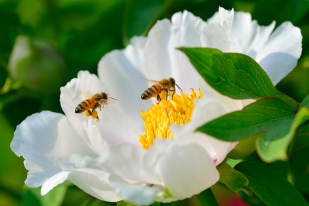 Close up view of a white flowers with beesの写真素材