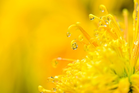 Chrysanthemum close up viewの写真素材