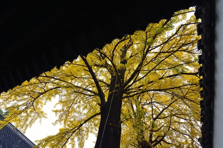 Ginkgo trees with different viewsの写真素材