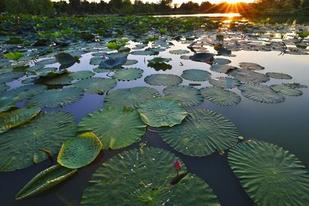 Lotus and sunsetの写真素材