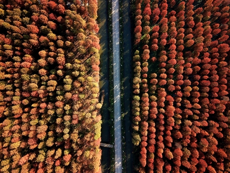 Aerial landscape view of a forestの写真素材