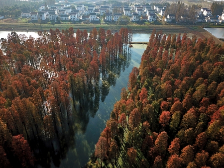 Aerial landscape view of a forestの写真素材