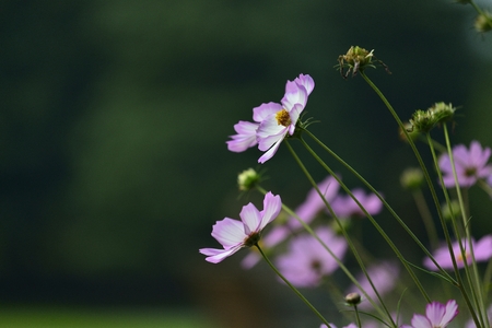 coreopsisの写真素材