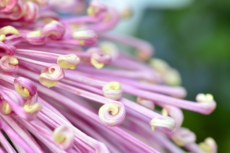 chrysanthemumの写真素材