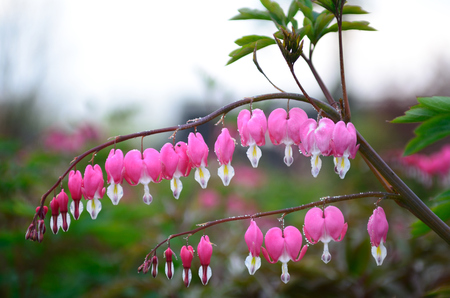 Dicentra spectabilisの写真素材