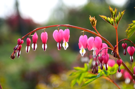 Dicentra spectabilisの写真素材