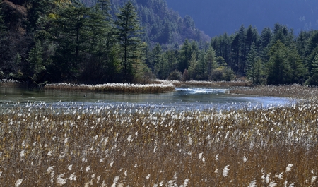 Reed Sea in Jiuzhaigouの写真素材