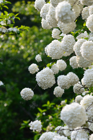 Hydrangeaの写真素材