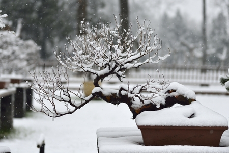 snow and bonsaiの写真素材