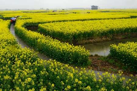rape flowerの写真素材