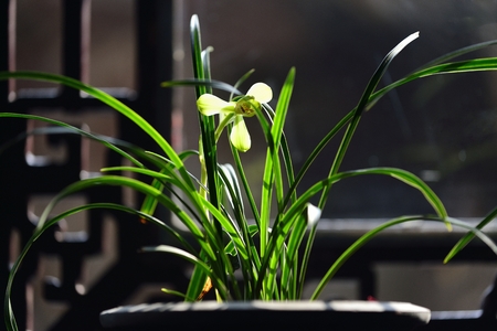 orchid in potの写真素材