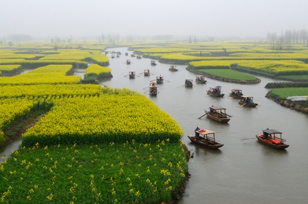rape flowerの写真素材