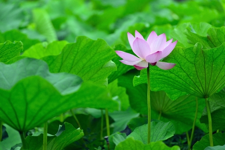 lotus flowerの写真素材