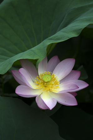 lotus flowerの写真素材