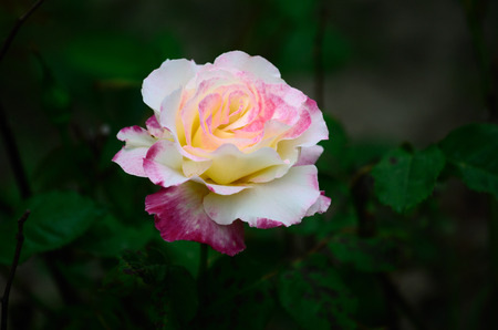 peony flowerの写真素材