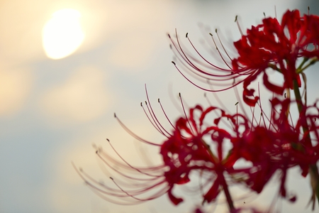 Equinox Flowersの写真素材