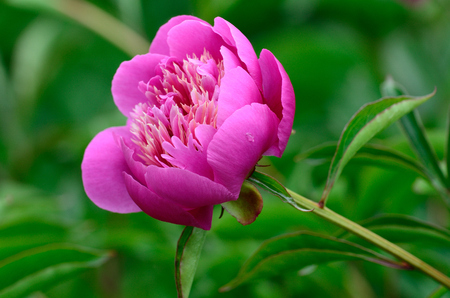peony flowerの写真素材