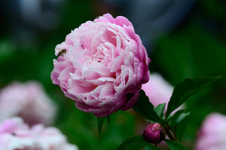 peony flowerの写真素材